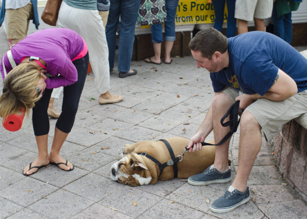 bulldog fancy, West Palm Beach 2012
