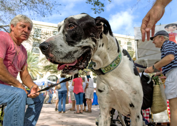 man with Great Dane, West Palm Beach 2014