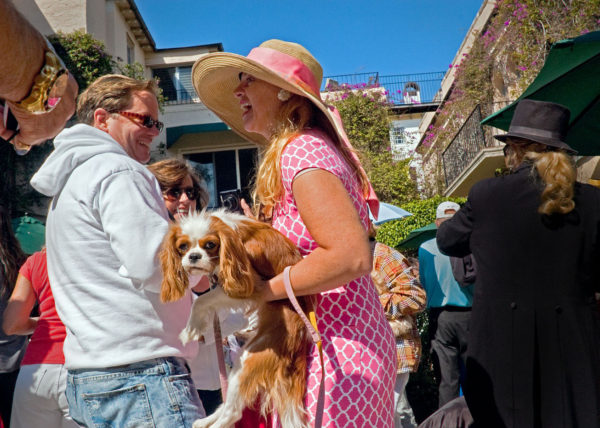Cavalier King Charles Spaniel, Palm Beach 2011