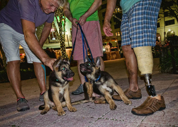 german shepherd puppies, West Palm Beach 2014