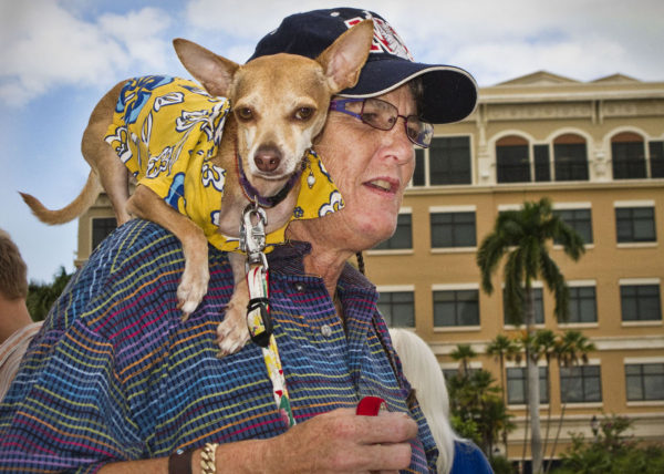 Chihuahua on woman's shoulder, West Palm Beach 2010