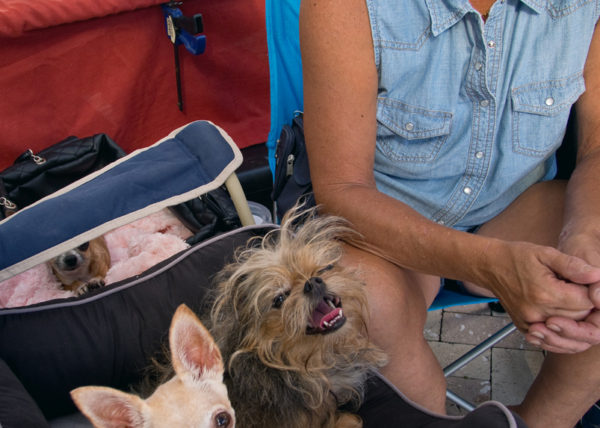 two dogs in a stroller, West Palm Beach 2013